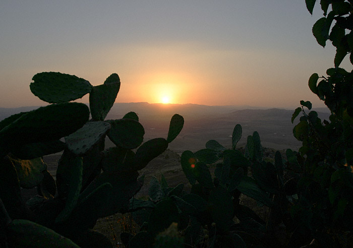 Kakteenplantage im Sonnenuntergang